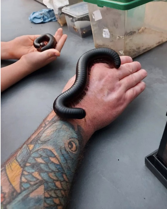 يفتتح حديقة حيوان للحشرات على مدى 20 عاماً صورة رقم 3