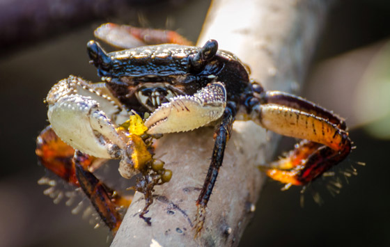 بينها سلحفاة عملاقة.. حيوانات تظهر من جديد بعد أن كادت تنقرض صورة رقم 1