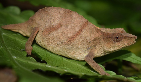 بينها سلحفاة عملاقة.. حيوانات تظهر من جديد بعد أن كادت تنقرض صورة رقم 2