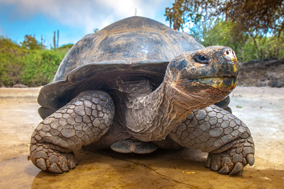 بينها سلحفاة عملاقة.. حيوانات تظهر من جديد بعد أن كادت تنقرض صورة رقم 5