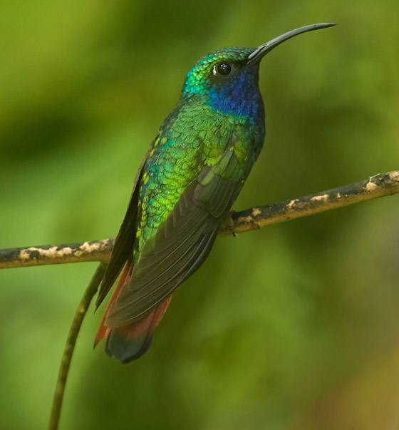 بينها سلحفاة عملاقة.. حيوانات تظهر من جديد بعد أن كادت تنقرض صورة رقم 6