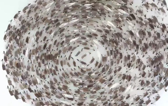 اللغز لم يحل بعد.. ومزيد من الحيوانات تدور حول نفسها! فيديو صورة رقم 2