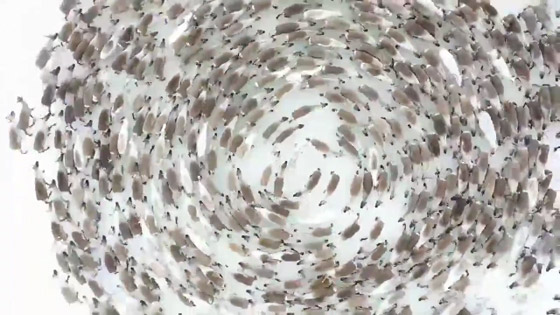 اللغز لم يحل بعد.. ومزيد من الحيوانات تدور حول نفسها! فيديو صورة رقم 3