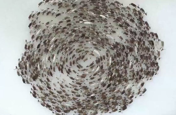 اللغز لم يحل بعد.. ومزيد من الحيوانات تدور حول نفسها! فيديو صورة رقم 1