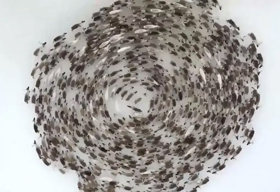 اللغز لم يحل بعد.. ومزيد من الحيوانات تدور حول نفسها! فيديو صورة رقم 4