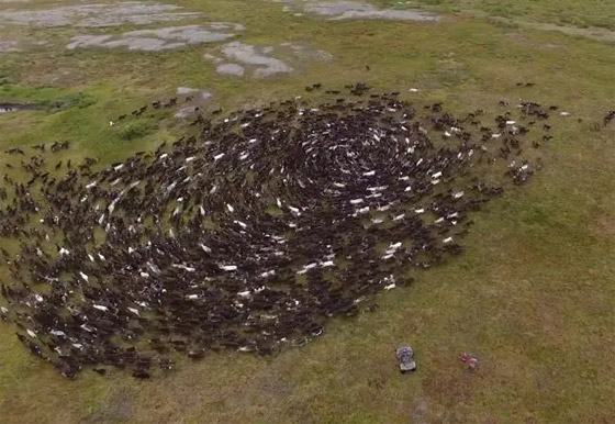 اللغز لم يحل بعد.. ومزيد من الحيوانات تدور حول نفسها! فيديو صورة رقم 5