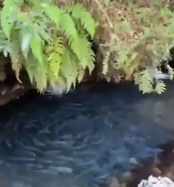 اللغز لم يحل بعد.. ومزيد من الحيوانات تدور حول نفسها! فيديو صورة رقم 6