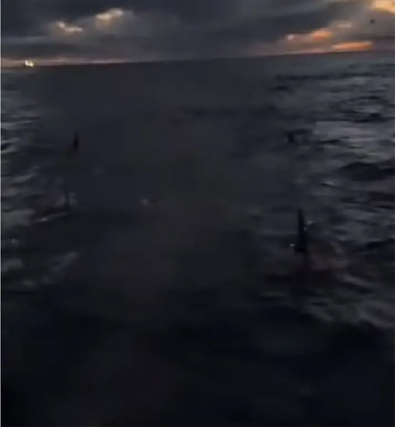 اللغز لم يحل بعد.. ومزيد من الحيوانات تدور حول نفسها! فيديو صورة رقم 7