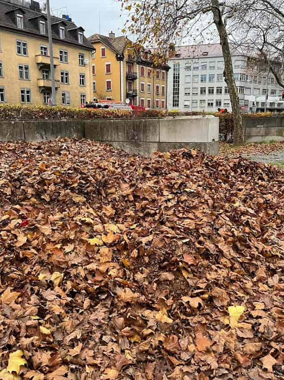 جرو صغير بين أوراق الشجر.. لديك عيون صقر إذا اكتشفت مكانه بـ10 ثوان صورة رقم 1