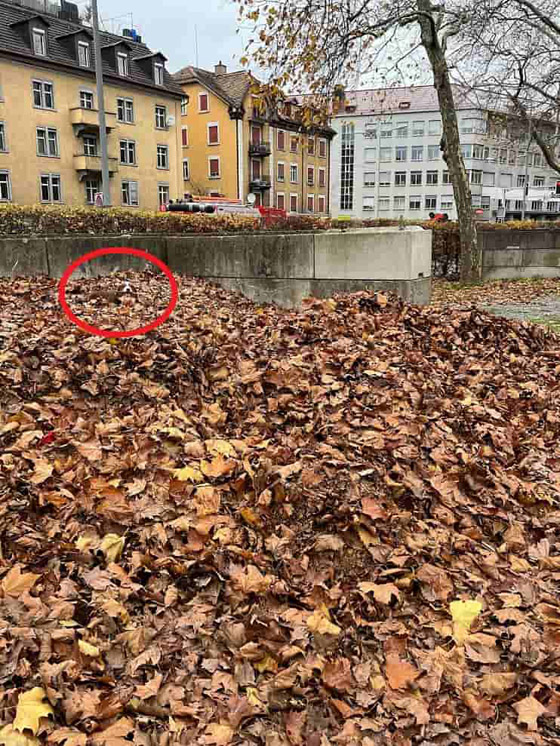 جرو صغير بين أوراق الشجر.. لديك عيون صقر إذا اكتشفت مكانه بـ10 ثوان صورة رقم 2