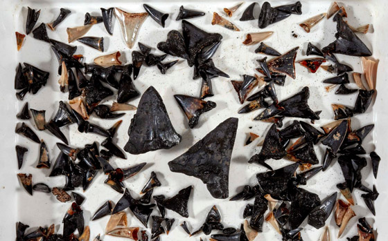 اكتشاف نادر لـ