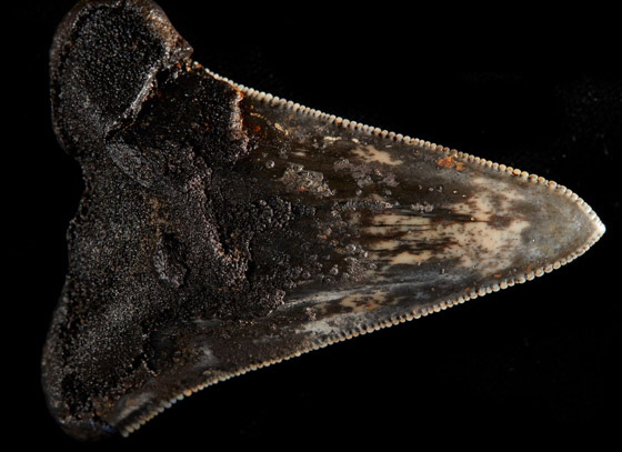 اكتشاف نادر لـ