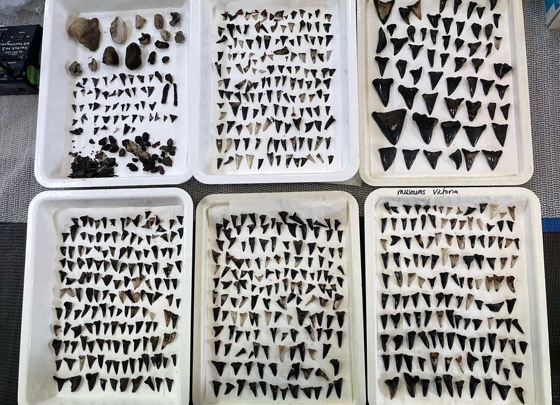 اكتشاف نادر لـ