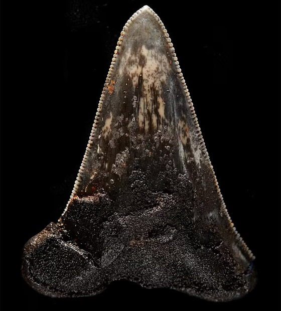 اكتشاف نادر لـ