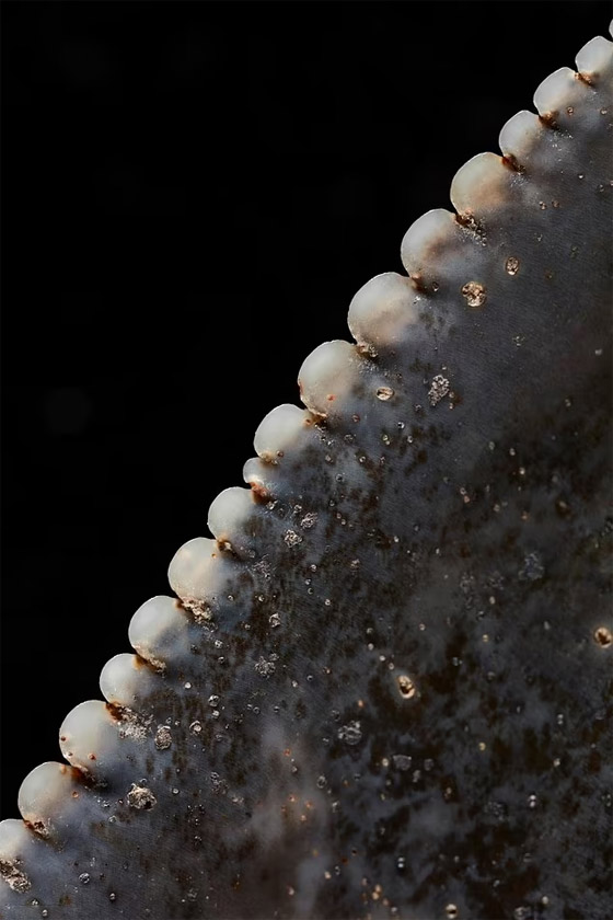 اكتشاف نادر لـ