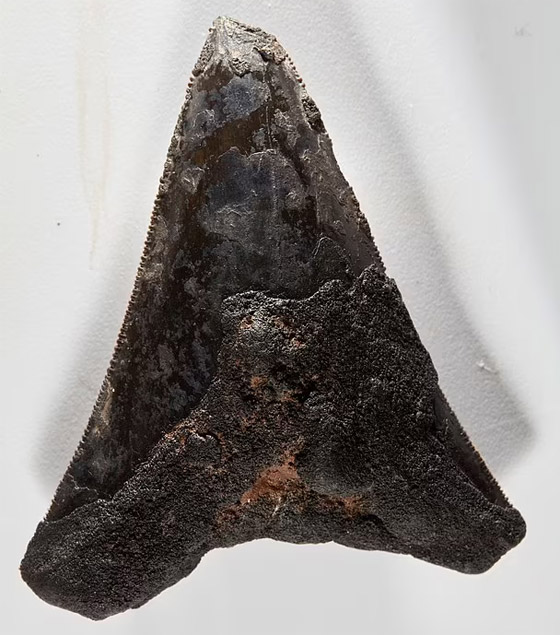 اكتشاف نادر لـ