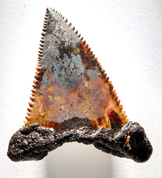 اكتشاف نادر لـ