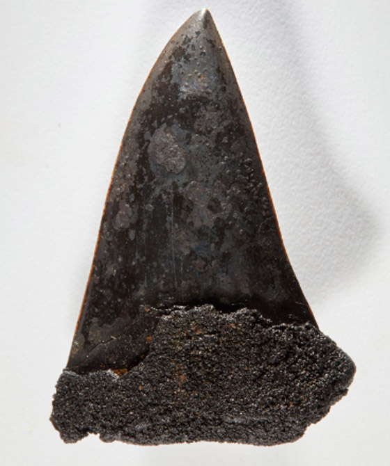 اكتشاف نادر لـ