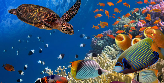 الحيوانات البحرية بالعالم مهددة بالانقراض.. السلوك البشري المسبب الأول صورة رقم 4