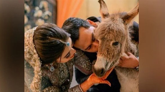 يوتيوبر باكستاني يُهدي عروسه حماراً بحفل الزفاف.. لهذا السبب صورة رقم 1