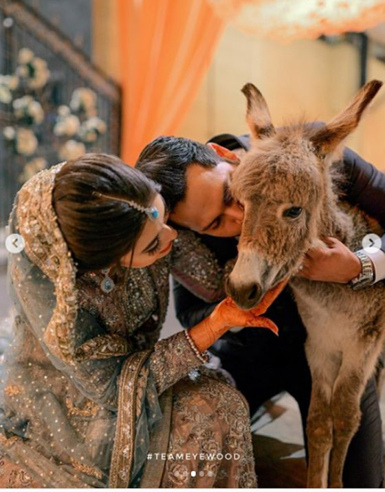 يوتيوبر باكستاني يُهدي عروسه حماراً بحفل الزفاف.. لهذا السبب صورة رقم 4