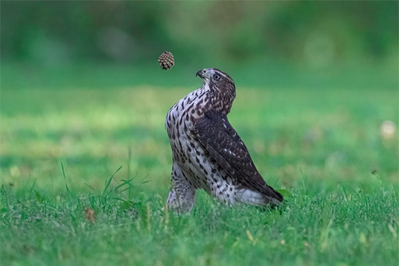 إليكم الصور المميزة الفائزة بجائزة كوميديا الحياة البرية للتصوير صورة رقم 4