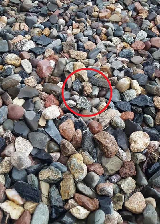 بين هذه الأحجار يختبئ ضفدع.. سنمهلك 11 ثانية لاكتشافه صورة رقم 2