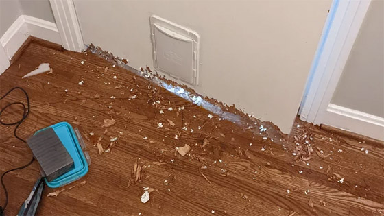 أصيبت بصدمة نفسية.. كلبة سافرت بالخطأ من لندن إلى السعودية! صورة رقم 8 أصيبت بصدمة نفسية.. كلبة سافرت بالخطأ من لندن إلى السعودية! صورة رقم 8