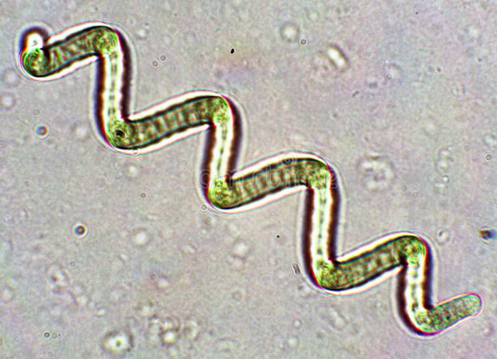 أفضل من اللحوم.. طحالب 