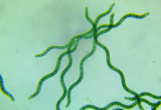 أفضل من اللحوم.. طحالب 