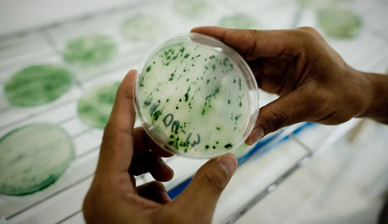 أفضل من اللحوم.. طحالب 