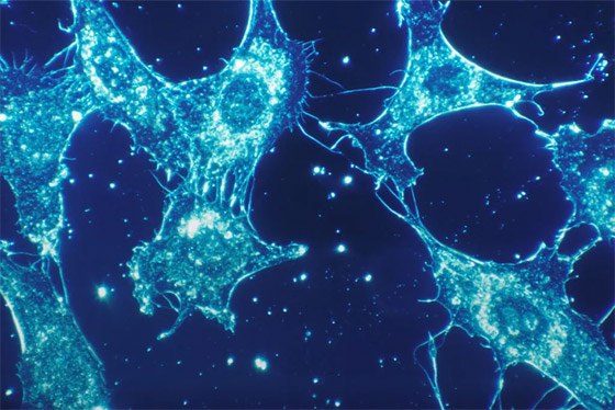 جديد العلم.. جديد العلم..