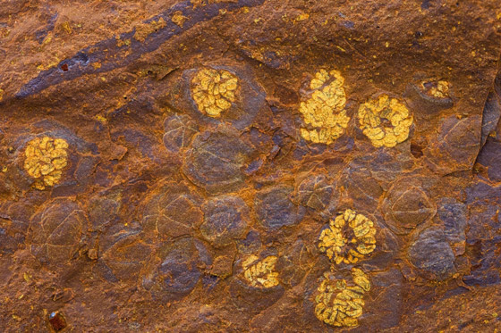 تعرفوا إلى أبرز اكتشافات علمية في 2022 غيرت شكل العالم الذي نعرفه صورة رقم 1