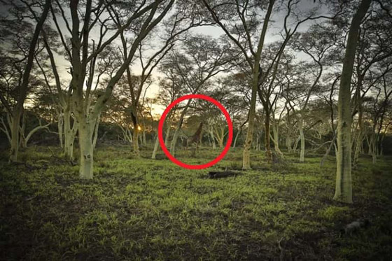 لديك عيون الصقر إذا عثرت على الزرافة في الغابة خلال 7 ثوان فقط صورة رقم 2 لديك عيون الصقر إذا عثرت على الزرافة في الغابة خلال 7 ثوان فقط صورة رقم 2