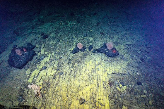 طريق مرصوف في قاع المحيط الهادئ.. مشهد يحير العلماء! فيديو صورة رقم 3