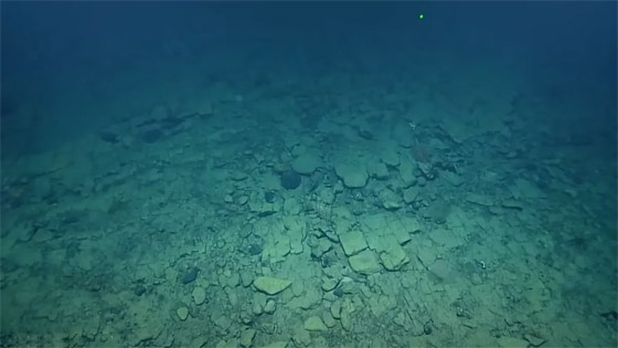 طريق مرصوف في قاع المحيط الهادئ.. مشهد يحير العلماء! فيديو صورة رقم 5