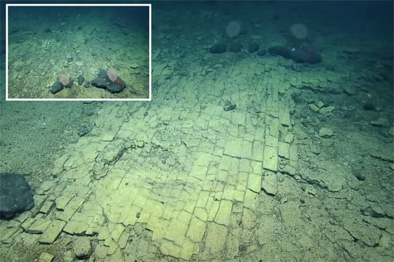 طريق مرصوف في قاع المحيط الهادئ.. مشهد يحير العلماء! فيديو صورة رقم 1