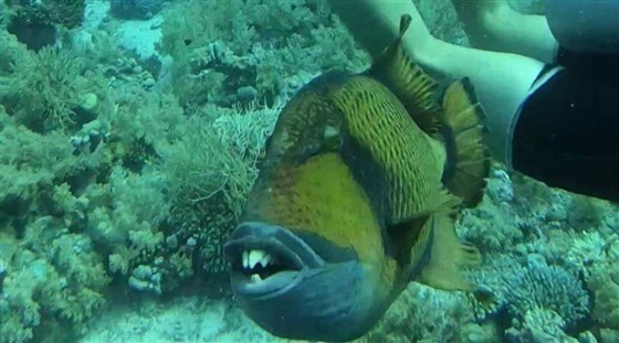 سمكة بأسنان بشرية تُصيب غطّاساً بعضّة في قدمه صورة رقم 1