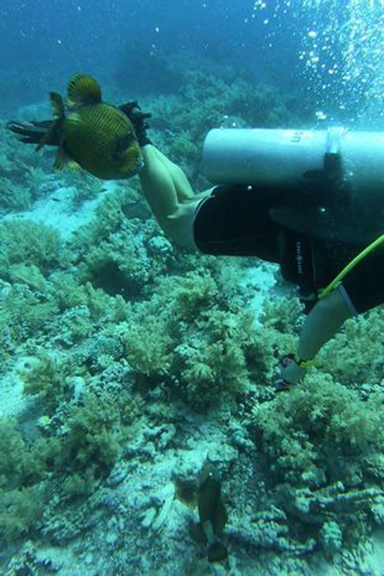 سمكة بأسنان بشرية تُصيب غطّاساً بعضّة في قدمه صورة رقم 3