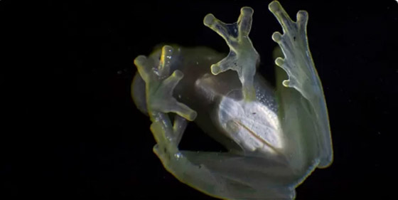 علماء يفكون لغز الضفدع الشفاف الزجاجي فكيف يخفي نفسه؟ صورة رقم 1