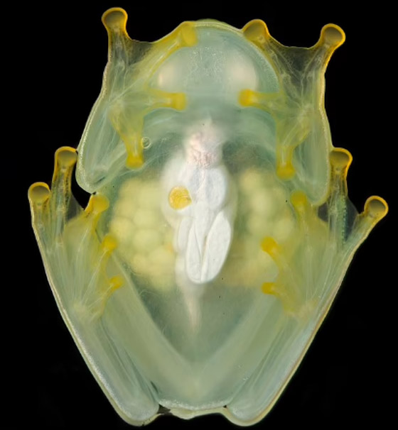 علماء يفكون لغز الضفدع الشفاف الزجاجي فكيف يخفي نفسه؟ صورة رقم 3