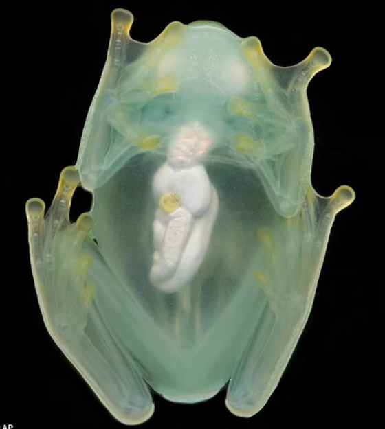 علماء يفكون لغز الضفدع الشفاف الزجاجي فكيف يخفي نفسه؟ صورة رقم 5