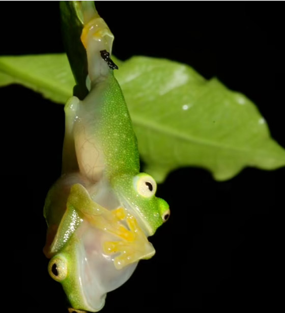 علماء يفكون لغز الضفدع الشفاف الزجاجي فكيف يخفي نفسه؟ صورة رقم 6