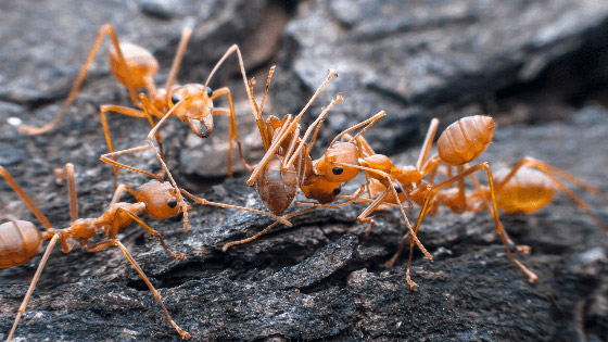 سلوك غريب يدفع النمل لحمل موتاه ودفنهم بأسرع وقت! صورة رقم 1