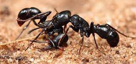 سلوك غريب يدفع النمل لحمل موتاه ودفنهم بأسرع وقت! صورة رقم 2