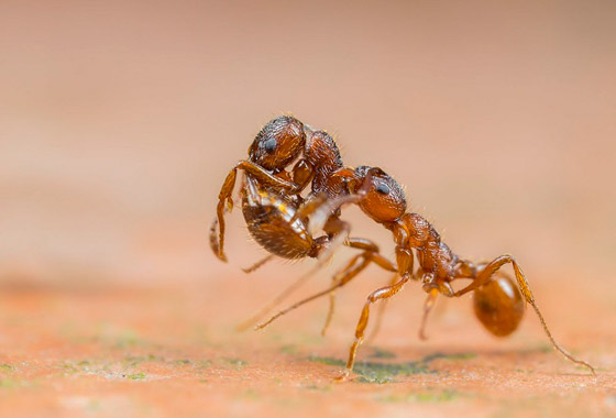 سلوك غريب يدفع النمل لحمل موتاه ودفنهم بأسرع وقت! صورة رقم 4