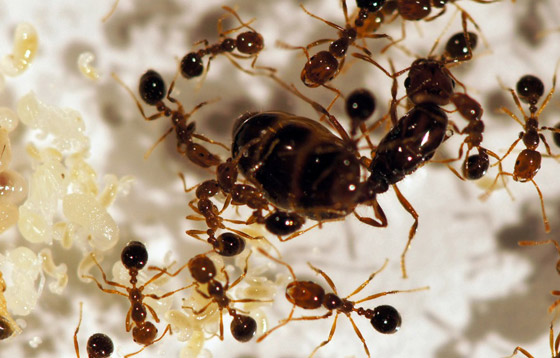 سلوك غريب يدفع النمل لحمل موتاه ودفنهم بأسرع وقت! صورة رقم 5