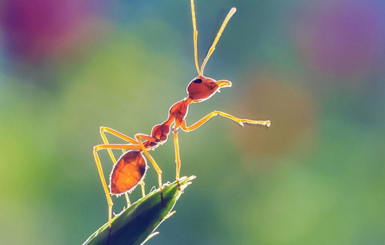 سلوك غريب يدفع النمل لحمل موتاه ودفنهم بأسرع وقت! صورة رقم 7