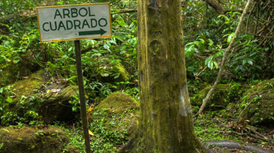 هل سمعت عن وادي الأشجار المربعة من قبل؟ تعرف عليه! صورة رقم 1