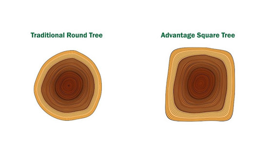 هل سمعت عن وادي الأشجار المربعة من قبل؟ تعرف عليه! صورة رقم 2